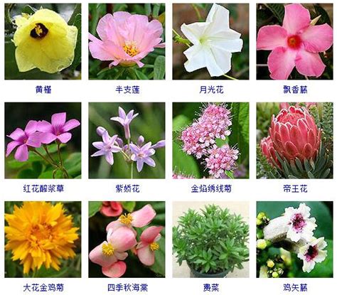 花卉大全|常见花卉名称大全